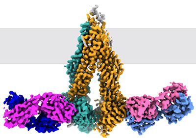 Molecular basis of b...