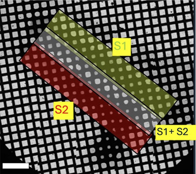 On-grid microfluidic cryo-EM resolves transient states of proteins On-grid microfluidic cryo-EM resolves transient states of proteins