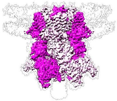 Temperature-dependent ligand relocation reveals plasticity of TRPM4 inhibition
