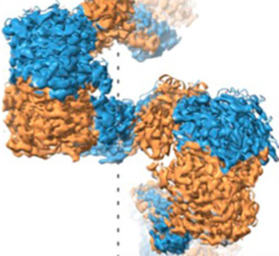 Structural basis for a filamentous morpheein model of human cystathionine beta-synthase